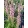 Salvia nemorosa Feathers Flamingo - Ligeti zsálya