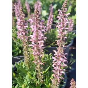Salvia nemorosa Feathers Flamingo - Ligeti zsálya