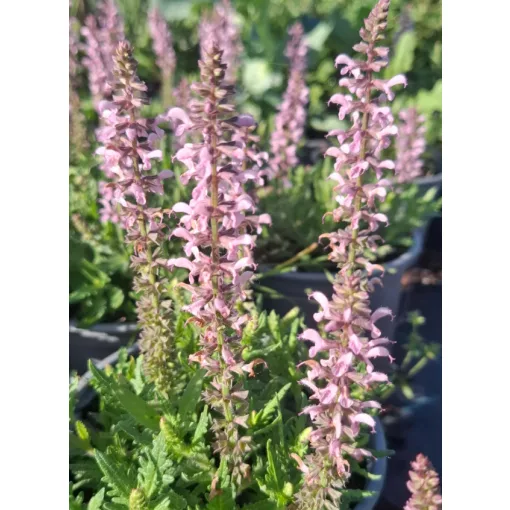 Salvia nemorosa Feathers Flamingo - Ligeti zsálya