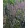 Salvia nemorosa Feathers Peacock - Ligeti zsálya