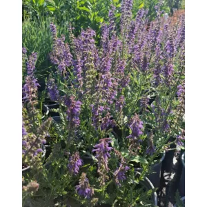 Salvia nemorosa Feathers Peacock - Ligeti zsálya