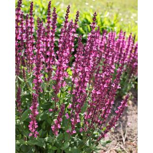 Salvia nemorosa Pink Beauty - Ligeti zsálya