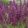Salvia nemorosa Plumosa - Ligeti zsálya