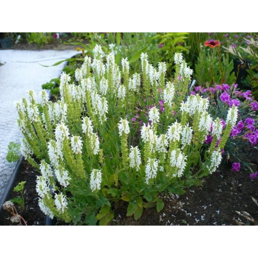 Salvia nemorosa Sensation Clear White - Ligeti zsálya