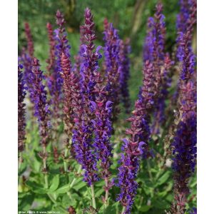 Salvia nemorosa Sensation Compact Violet - Ligeti zsálya