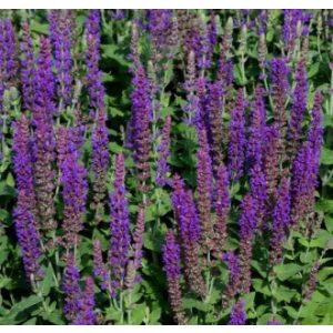   Salvia nemorosa Sensation Deep Blue Improved - Ligeti zsálya