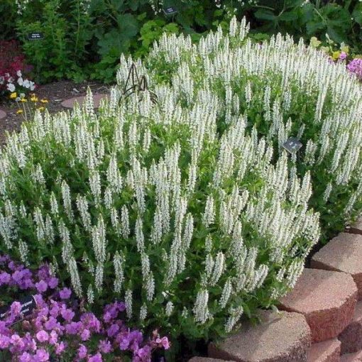 Salvia nemorosa Sensation Medium White - Ligeti zsálya