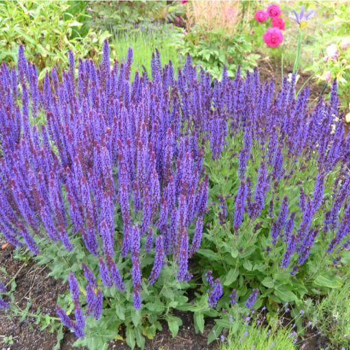 Salvia nemorosa Violet Queen - Ligeti zsálya