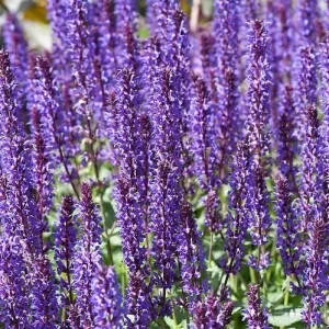 Salvia nemorosa Wesuwe - Ligeti zsálya