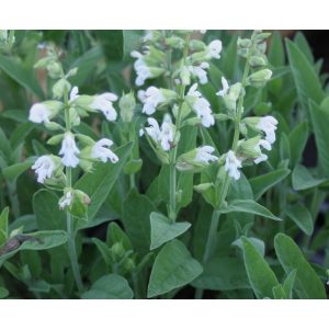 Salvia officinalis Albiflora - Orvosi zsálya