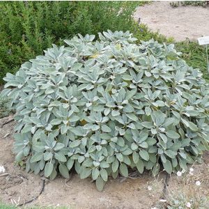 Salvia officinalis Berggarten - Orvosi zsálya