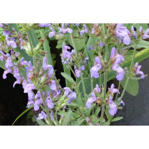 Salvia officinalis Grete Stölzle - Orvosi zsálya