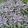 Salvia officinalis Purpurascens - Orvosi zsálya