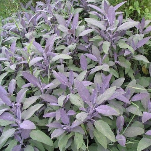 Salvia officinalis Purpurascens - Orvosi zsálya