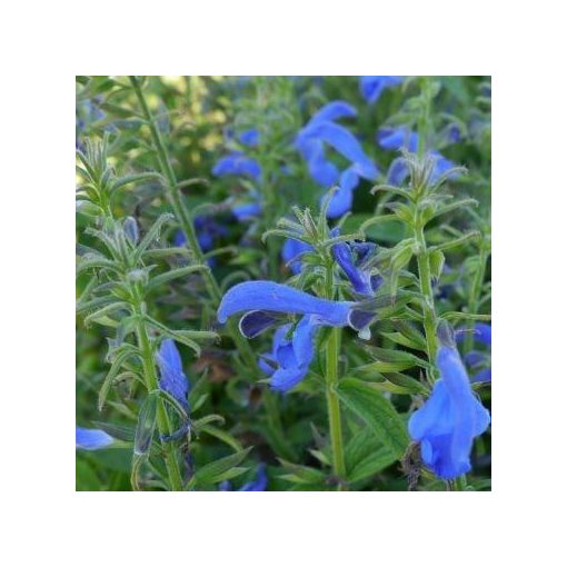 Salvia patens Blue Angel - Encián zsálya