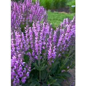 Salvia pratensis Lilac Lipstick - Mezei zsálya