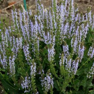 Salvia pratensis Sky Dance - Mezei zsálya