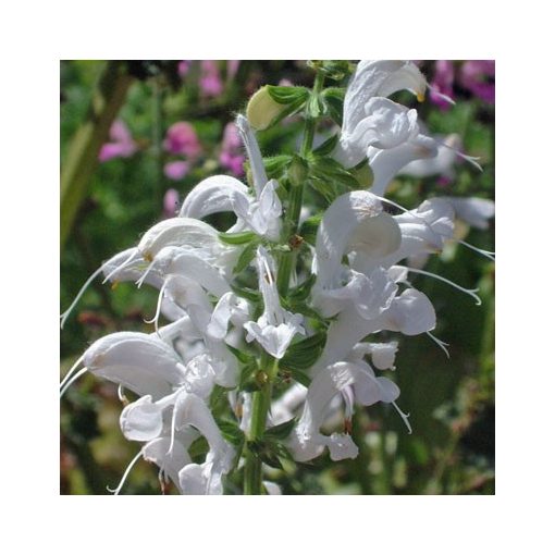 Salvia pratensis Swan Lake - Mezei zsálya