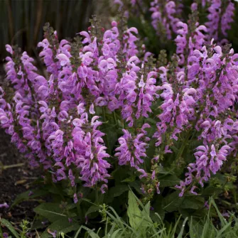 Zsálya (Salvia)