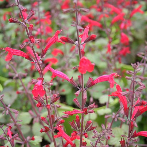 Salvia roemeriana Hot Trumpets - Cédrus zsálya