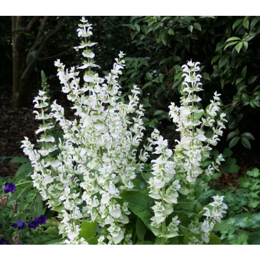 Salvia sclarea Vatican White - Muskotályzsálya