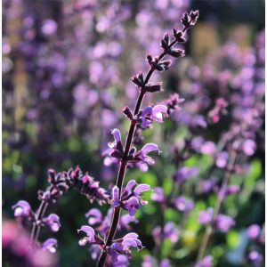 Salvia x sylvestris Serenade - Erdei zsálya