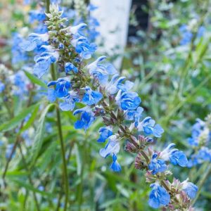 Salvia uliginosa - Mocsári zsálya