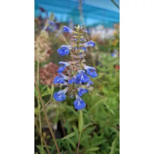 Salvia uliginosa - Mocsári zsálya