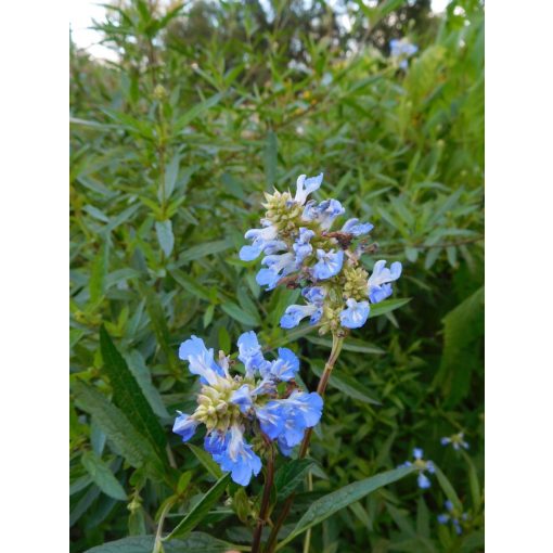 Salvia uliginosa Ballon Azul - Mocsári zsálya