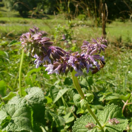 Salvia verticillata - Lózsálya