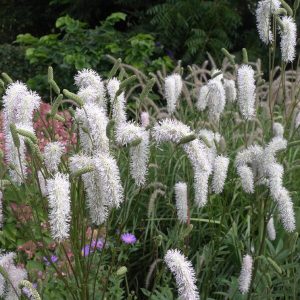 Sanguisorba Burr Blanc - Vérfű