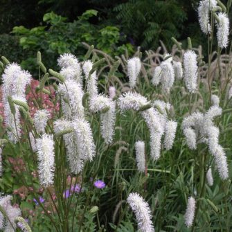 Vérfű (Sanguisorba)