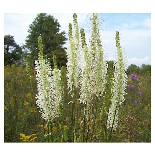 Sanguisorba canadensis - Vérfű