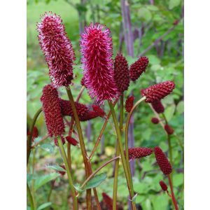 Sanguisorba Cangshan Cranberry - Vérfű