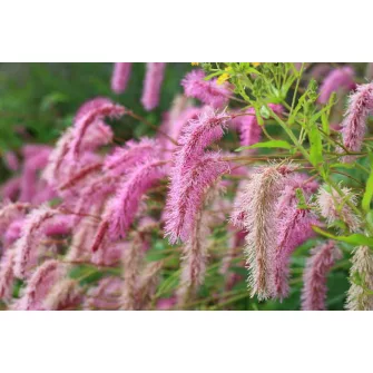 Vérfű (Sanguisorba)
