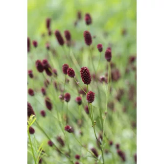 Vérfű (Sanguisorba)
