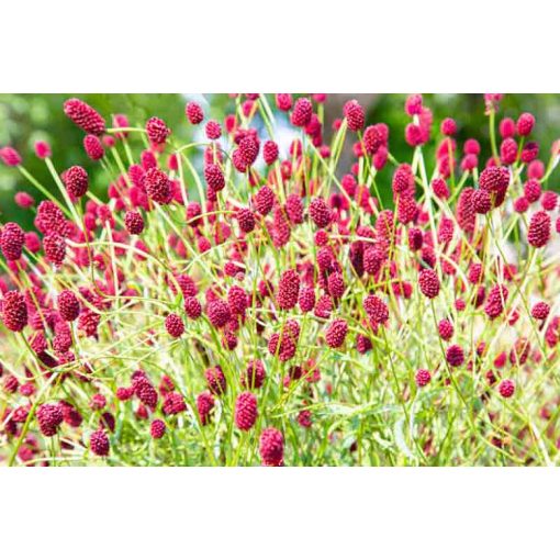 Sanguisorba officinalis - Vérfű