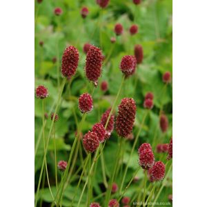 Sanguisorba officinalis Crimson Queen - Vérfű