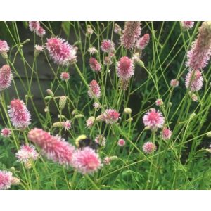 Sanguisorba officinalis Pink Tanna - Vérfű