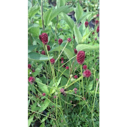 Sanguisorba officinalis Tanna - Vérfű