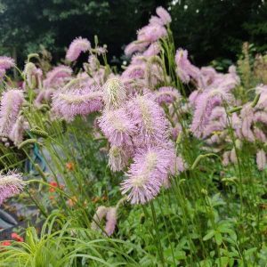 Sanguisorba Pink Brushes - Vérfű