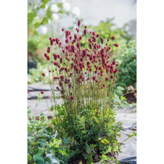 Vérfű (Sanguisorba)