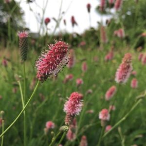 Sanguisorba Rock and Roll - Vérfű