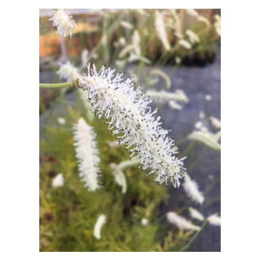 Sanguisorba tenuifolia Korean Snow - Vérfű
