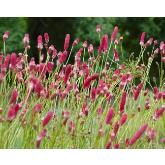 Vérfű (Sanguisorba)