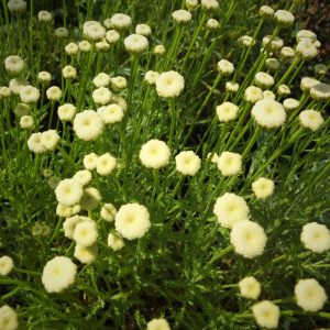 Santolina chamaecyparissus Edward Bowles - Cipruska