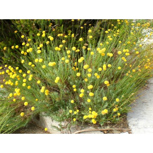 Santolina rosmarinifolia - Cipruska