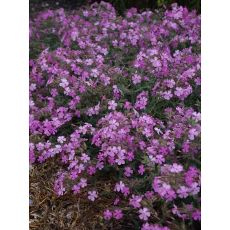 Szappanfű (Saponaria)