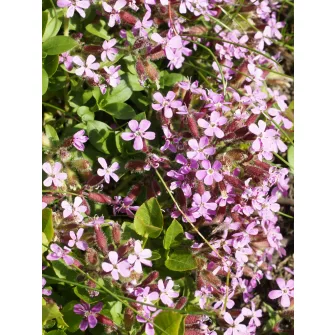 Szappanfű (Saponaria)