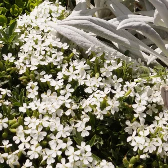 Szappanfű (Saponaria)